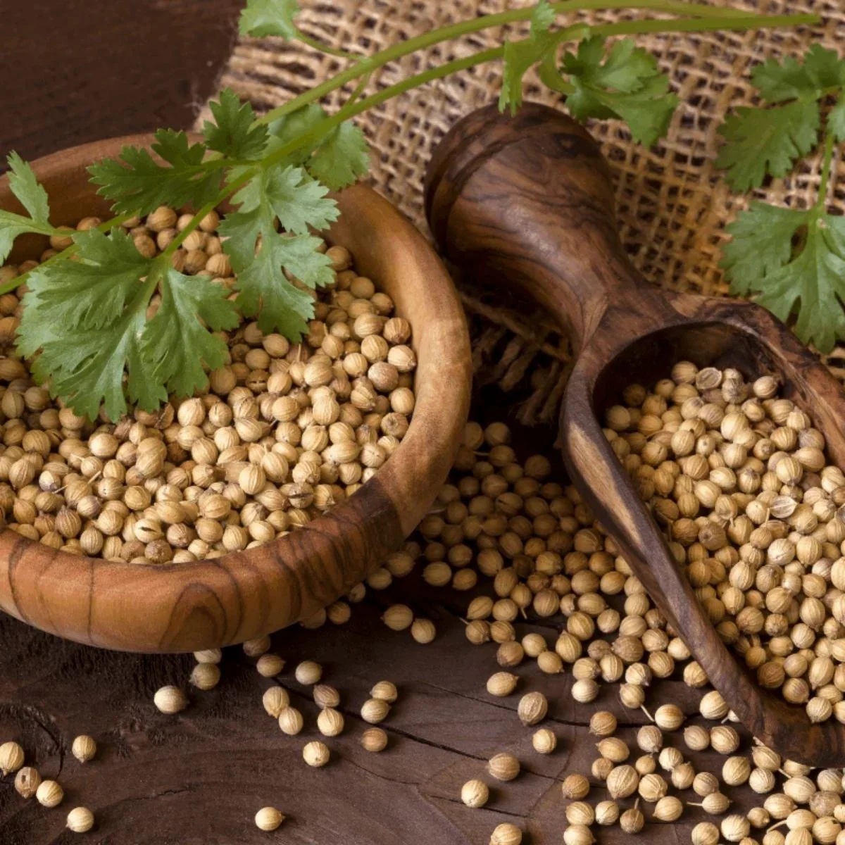 Coriander Seeds (Dhaniya)