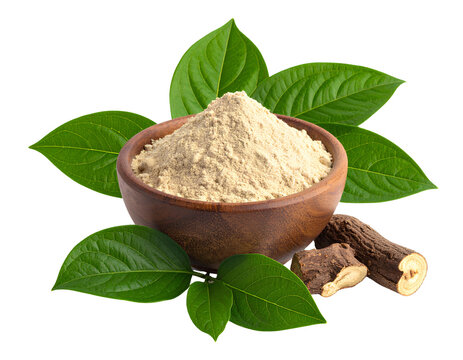 Shatavari Powder